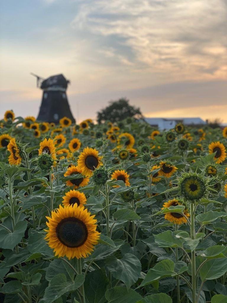 Ferienwohnung Wildblume Petersdorf auf Fehmarn Exterior foto